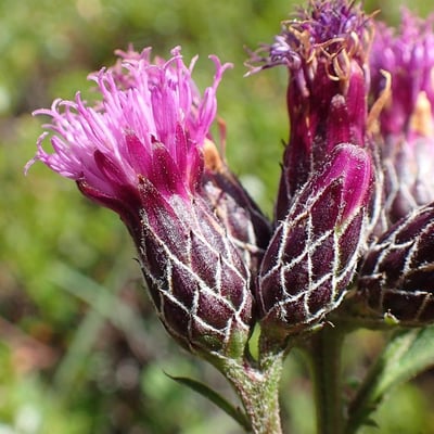 Serratula tinctoria — flower