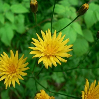Crepis mollis — flower