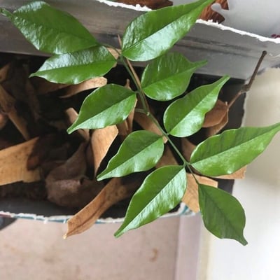 Myroxylon peruiferum — leaf
