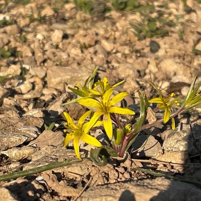 Gagea villosa — flower