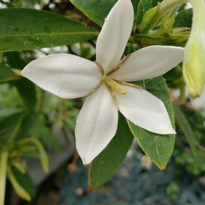 Alibertia edulis — flower