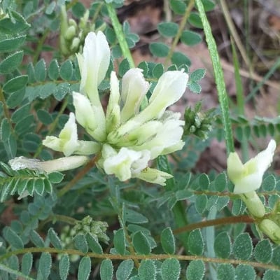 Astragalus hamosus — flower