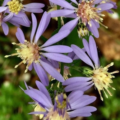 Symphyotrichum cordifolium — flower