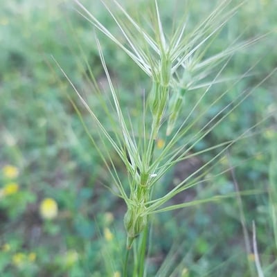 Aegilops triuncialis — flower