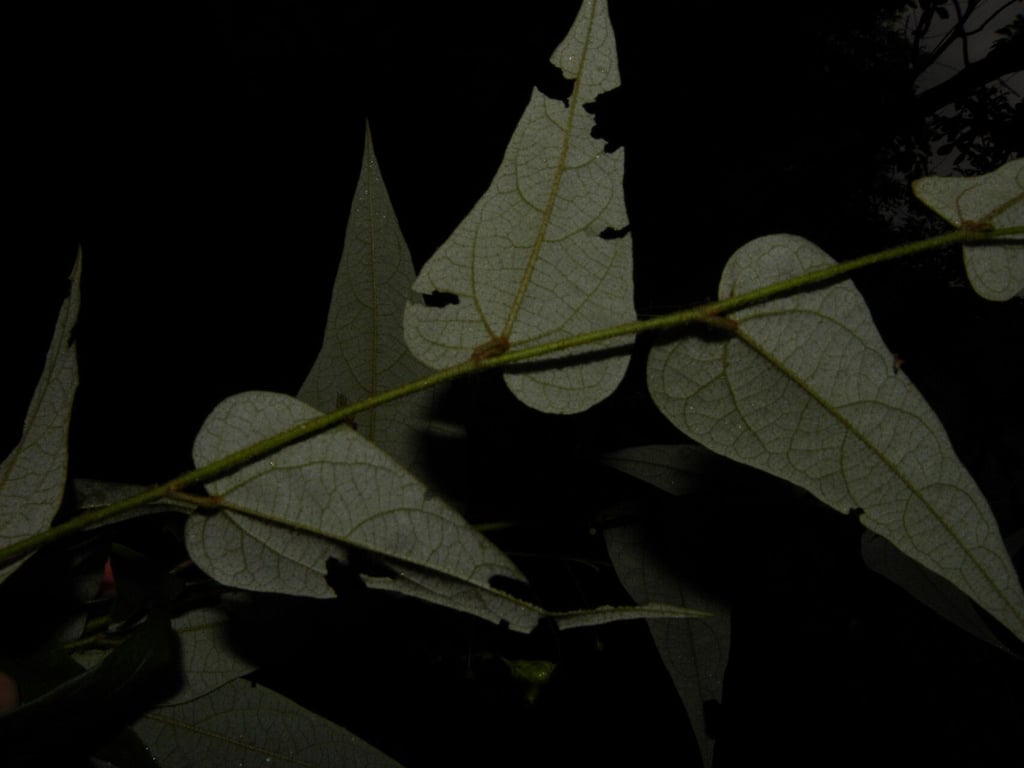 White velvetleaf