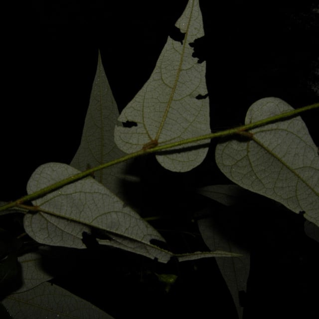 White velvetleaf