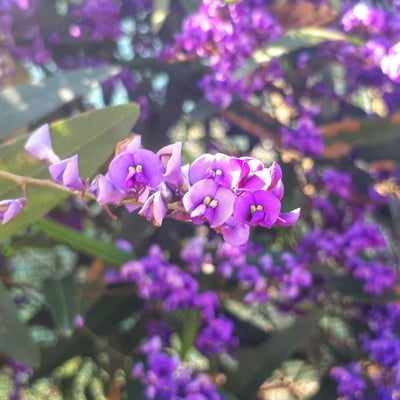 Hardenbergia violacea — flower