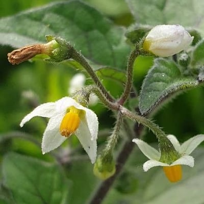 Solanum villosum — flower