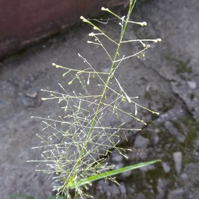 Panicum trichoides — flower