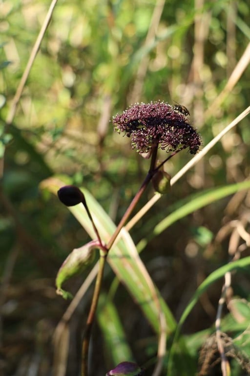Angelica decursiva