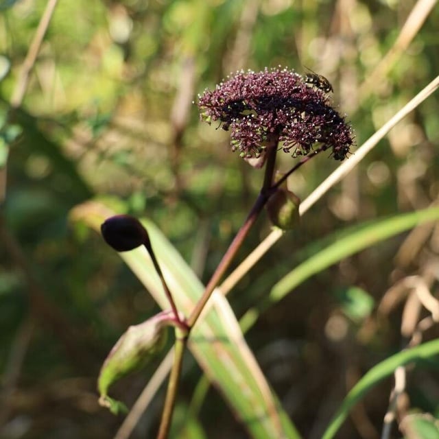 Angelica decursiva