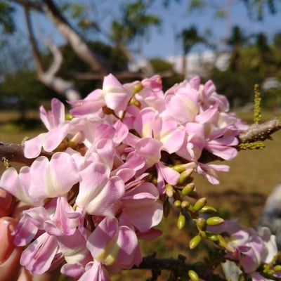 Gliricidia sepium — flower