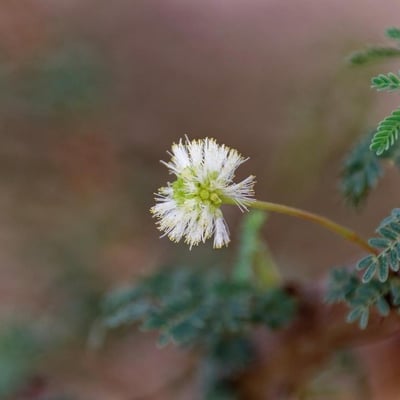 Vachellia tortilis — flower
