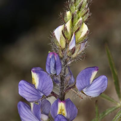Lupinus sparsiflorus — flower