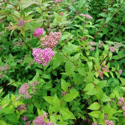 Spiraea tomentosa — flower