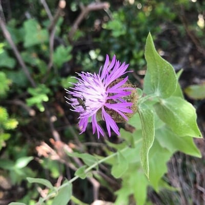 Centaurea pectinata — flower