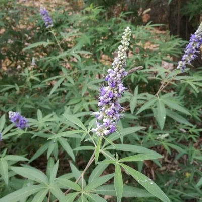 Vitex agnus-castus — flower