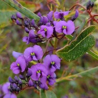 Hardenbergia violacea — flower