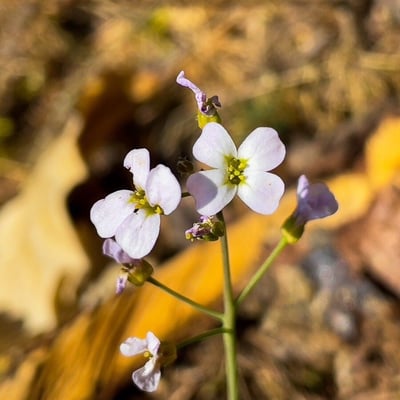 Arabidopsis arenosa — flower