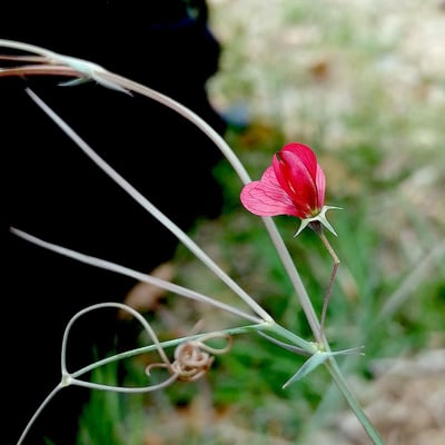 Lathyrus setifolius — flower