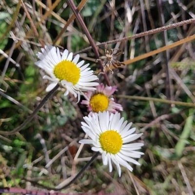 Bellis sylvestris — flower