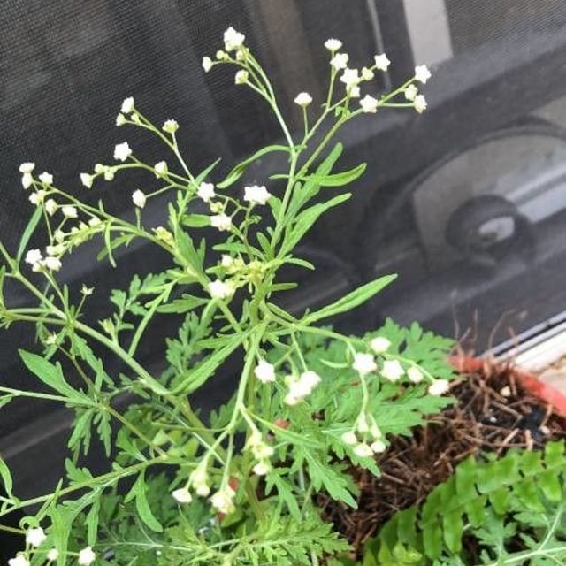 Parthenium hysterophorus — flower