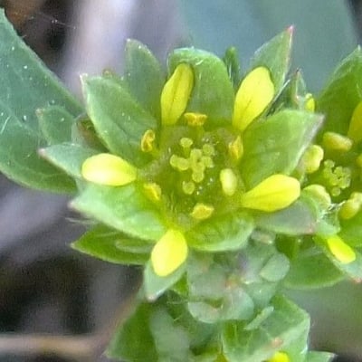 Sibbaldia procumbens — flower