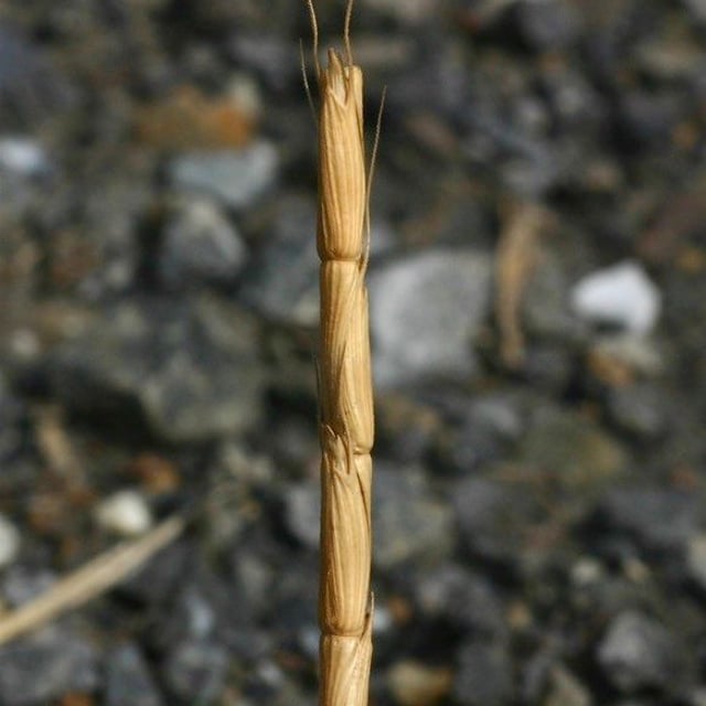 Aegilops cylindrica — flower
