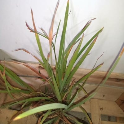 Cymbopogon citratus — flower