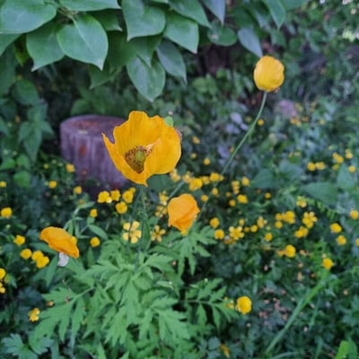 Papaver cambricum — flower