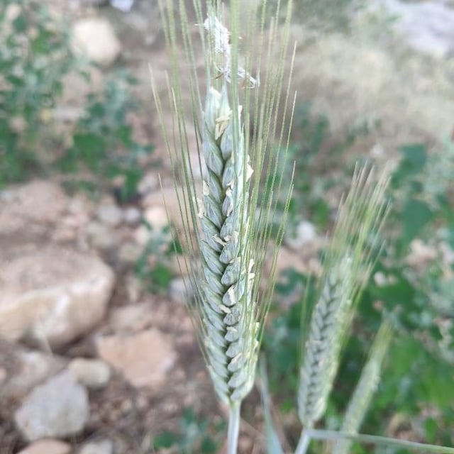 Triticum turgidum — flower