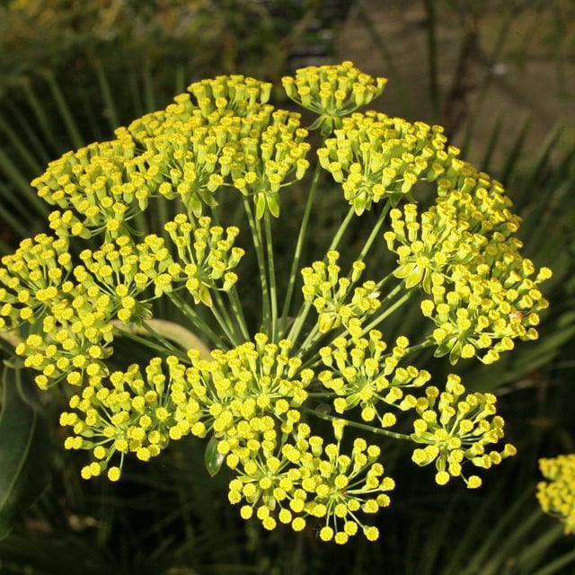 Bupleurum fruticosum