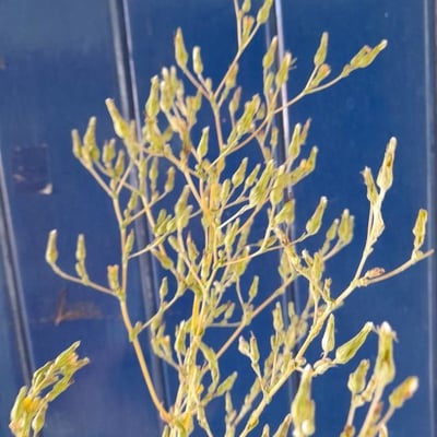 Lactuca sativa — flower