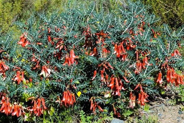 Lessertia frutescens