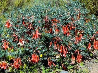 Lessertia frutescens