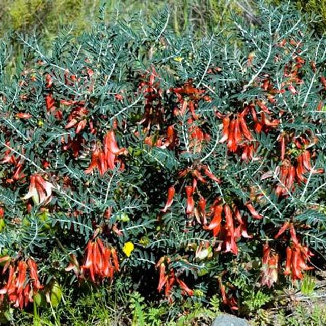 Lessertia frutescens