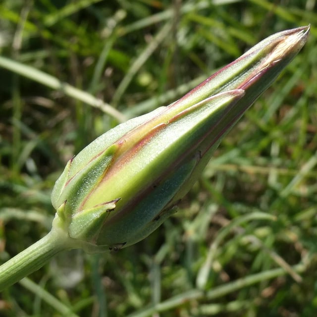 Podospermum laciniatum — flower