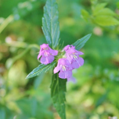 Galeopsis ladanum — flower