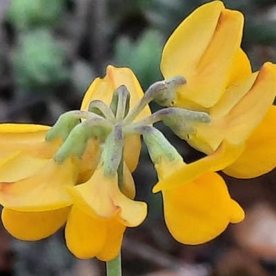 Coronilla minima — flower