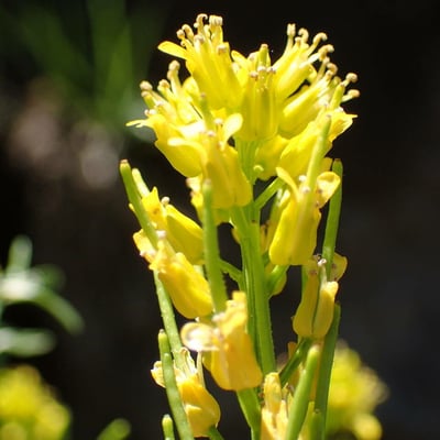 Barbarea intermedia — flower
