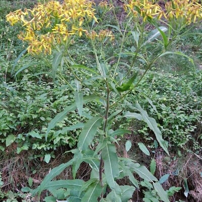 Senecio sarracenicus — flower