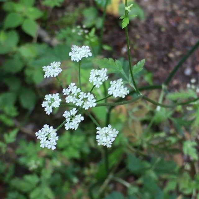 Torilis japonica — flower