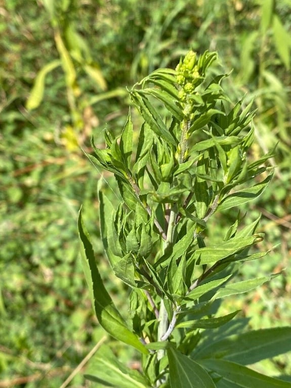 Late goldenrod