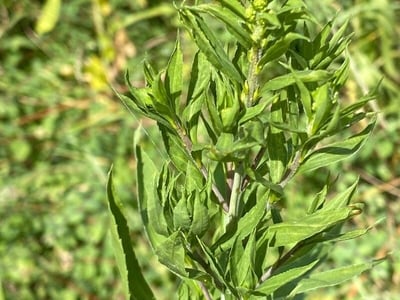 Late goldenrod
