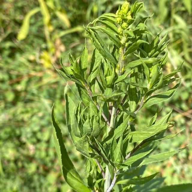 Solidago altissima — flower