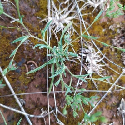 Bupleurum semicompositum — flower