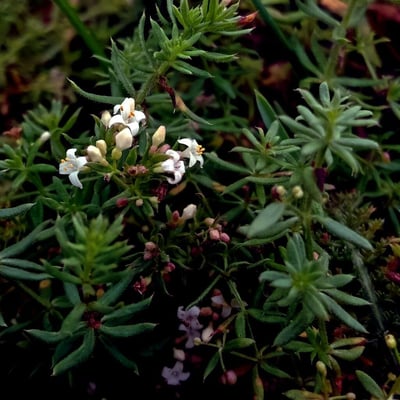 Galium parisiense — flower