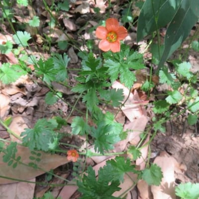 Modiola caroliniana — flower