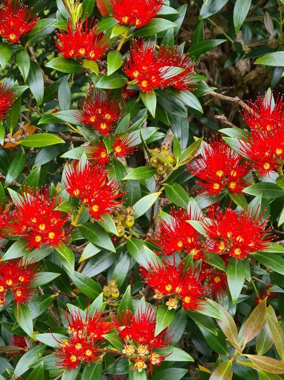 Southern rata