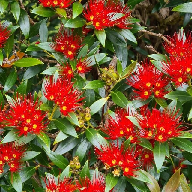 Metrosideros umbellata — flower